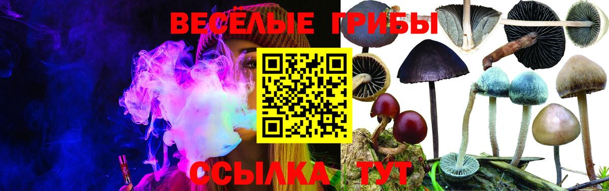 Псилоцибиновые грибы Psilocybe  Вход с VPN  Избербаш 